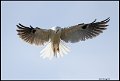 _5SB7312 white-tailed kite